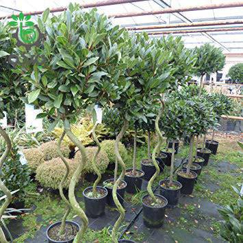 بذر درخت برگ بو | Tree laurel Bonsai Seed