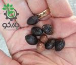 بذر درخت برگ بو | Tree laurel Bonsai Seed