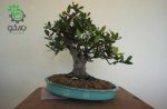 بذر درخت برگ بو | Tree laurel Bonsai Seed