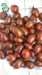 بذر کمیاب گوجه تایگر | Green Tiger Tomatoes