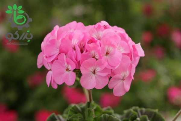 بذر شمعدانی هوریزون بنفش Geranium Horizon Lavender f1