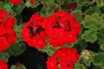 بذر شمعدانی هوریزون قرمز Geranium Horizon Red f1
