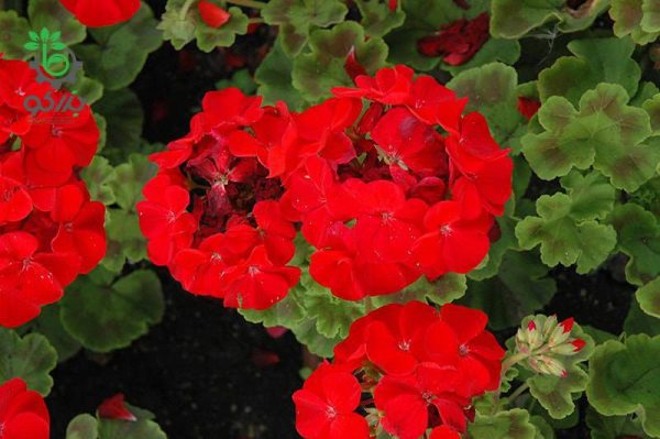 بذر شمعدانی هوریزون قرمز Geranium Horizon Red f1