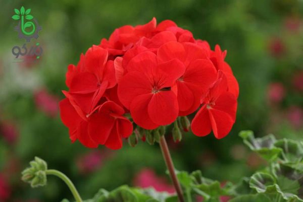 بذر شمعدانی هوریزون قرمز Geranium Horizon Red f1