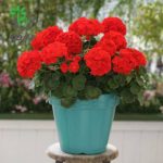 بذر شمعدانی هوریزون قرمز Geranium Horizon Red f1