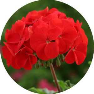 بذر شمعدانی هوریزون قرمز Geranium Horizon Red f1