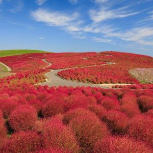 بذر KOCHIA RED (بوته آتشین)