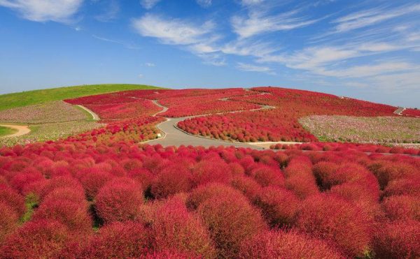 بذر KOCHIA RED (بوته آتشین)