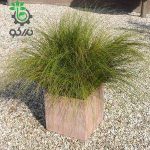 بذر علف زینتی فنیکس گرین | ColorGrass® Carex Phoenix Green