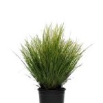 بذر علف زینتی فنیکس گرین | ColorGrass® Carex Phoenix Green