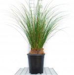 بذر علف زینتی فنیکس گرین | ColorGrass® Carex Phoenix Green