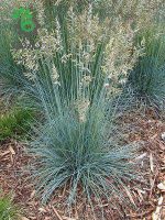 بذر علف زینتی فستوکا فستینا | Color Grass  Festuca Festina