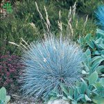بذر علف زینتی فستوکا فستینا | Color Grass  Festuca Festina