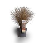 بذر علف زینتی گرس کارکس برونکو | Color Grass Carex Bronco