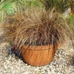 بذر علف زینتی گرس کارکس برونکو | Color Grass Carex Bronco