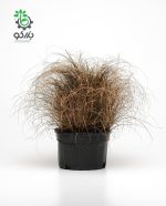 بذر علف زینتی گرس کارکس برونکو | Color Grass Carex Bronco