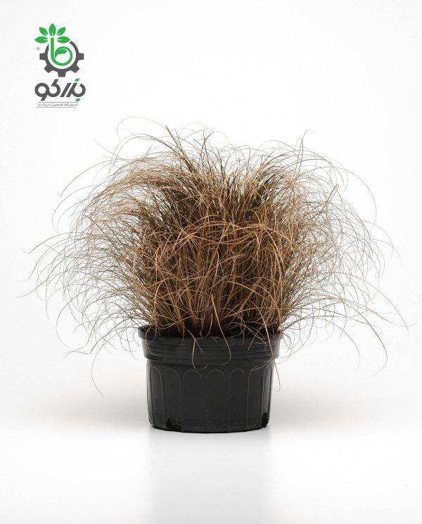 بذر علف زینتی گرس کارکس برونکو | Color Grass Carex Bronco