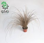 بذر علف زینتی گرس کارکس برونکو | Color Grass Carex Bronco