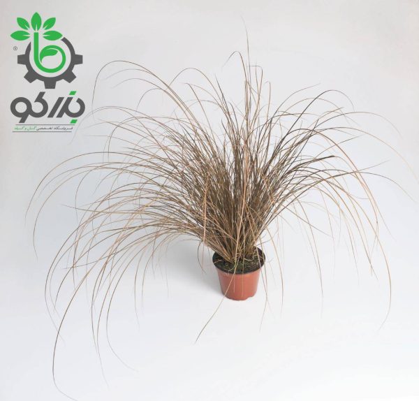 بذر علف زینتی گرس کارکس برونکو | Color Grass Carex Bronco