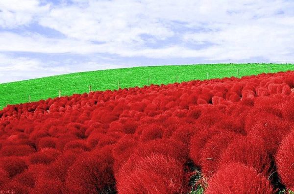 بذر KOCHIA RED (بوته آتشین)