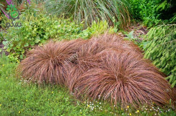 بذر علف زینتی گرس کارکس برونکو | Color Grass Carex Bronco