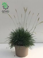 بذر علف مو آبی یا کلریا کولیو | Color Grass  Koeleria Coolio