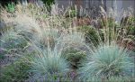 بذر علف مو آبی یا کلریا کولیو | Color Grass  Koeleria Coolio