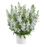بذر گل آنجلونیا سرنیتا رنگ سفید شرکت پن آمریکن | Angelonia Angustifolia Serenita White F1