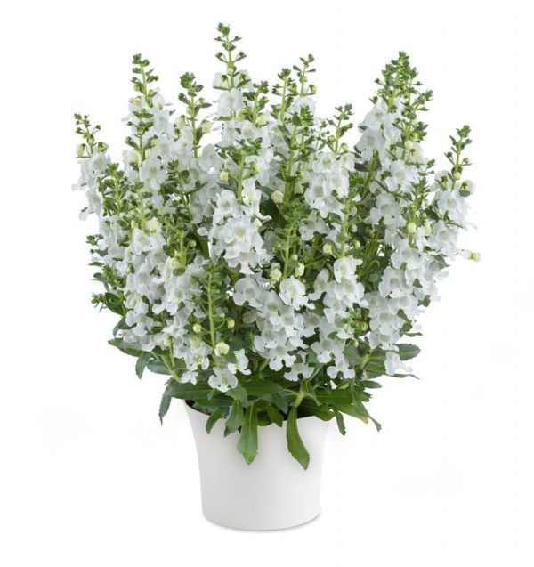 بذر گل آنجلونیا سرنیتا رنگ سفید شرکت پن آمریکن | Angelonia Angustifolia Serenita White F1
