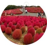 بذر KOCHIA RED (بوته آتشین)