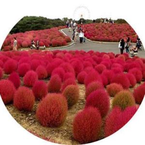 بذر KOCHIA RED (بوته آتشین)