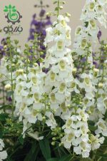 بذر گل آنجلونیا سرنیتا رنگ سفید شرکت پن آمریکن | Angelonia Angustifolia Serenita White F1