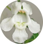 بذر گل آنجلونیا سرنیتا رنگ سفید شرکت پن آمریکن | Angelonia Angustifolia Serenita White F1