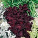 بذر حسن یوسف اژدهای سیاه پن آمریکن | Coleus Black Dragon F1