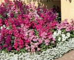 بذر گل شب بو ماتیولا اینکانا بنفش | Matthiola incana Xmas Ocean