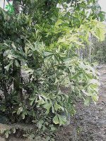 بذر نخل بسیار زیبای کاریوتا میتیس برگ ابلغ | caryota mitis variegated leaf