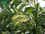 بذر نخل بسیار زیبای کاریوتا میتیس برگ ابلغ | caryota mitis variegated leaf