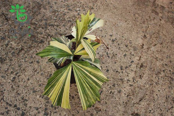 بذر نخل بسیار زیبای کاریوتا میتیس برگ ابلغ | caryota mitis variegated leaf