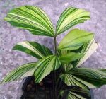 بذر نخل بسیار زیبای کاریوتا میتیس برگ ابلغ | caryota mitis variegated leaf