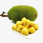 بذر میوه جک فروت | Jackfruit seed