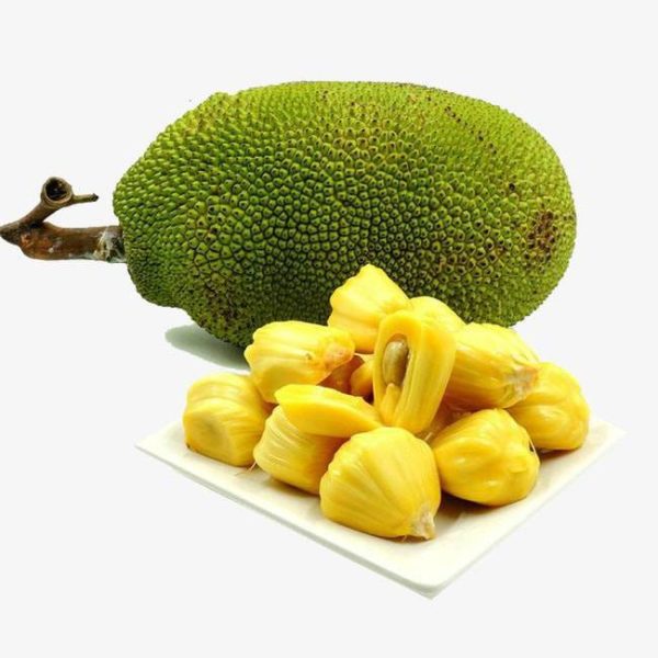 بذر میوه جک فروت | Jackfruit seed