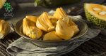 بذر میوه جک فروت | Jackfruit seed