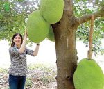 بذر میوه جک فروت | Jackfruit seed