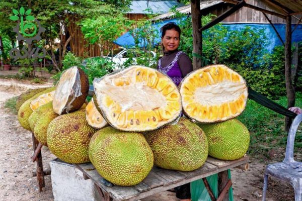 بذر میوه جک فروت | Jackfruit seed