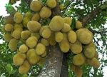 بذر میوه جک فروت | Jackfruit seed