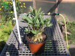 بذر آدنیوم عربیکوم واریته یاک لاپ بیوری  | Yak Lop Buri Adenium arabicum YLB
