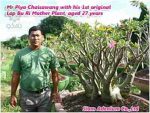 بذر آدنیوم عربیکوم واریته یاک لاپ بیوری  | Yak Lop Buri Adenium arabicum YLB