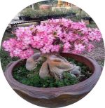بذر آدنیوم عربیکوم واریته یاک لاپ بیوری  | Yak Lop Buri Adenium arabicum YLB