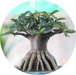 بذر آدنیوم عربیکوم واریته پوست سیاه | Adenium Arabicum cv. Black Skin