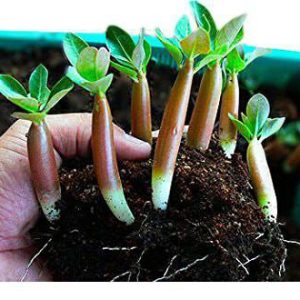 بذر آدنیوم عربیکوم واریته پوست سیاه | Adenium Arabicum cv. Black Skin